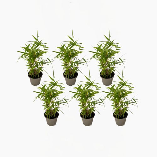 8721278900893 - Plant in a Box - Bambus - 6er-Set - Fargesia nitida Black Dragon - Höhe 25-40cm - Topf 14cm 8721278900893 - Plant in a Box - Bambus - 6er-Set - Fargesia nitida Black Dragon - Höhe 25-40cm - Topf 14cm