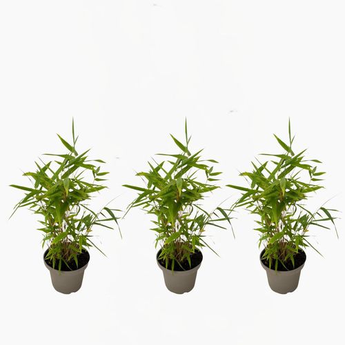8721278900886 - Plant in a Box - Bambus - 3er-Set - Fargesia nitida Black Dragon - Höhe 25-40cm - Topf 14cm