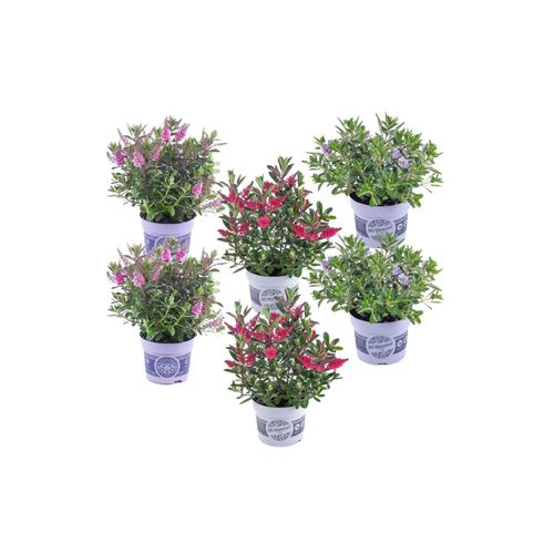 6097227476484 - Plant in a Box - Strauchveronika - 6 Stk - Hebe All Blooms - Höhe 30-35cm - Topf 13cm 6097227476484 - Plant in a Box - Strauchveronika - 6 Stk - Hebe All Blooms - Höhe 30-35cm - Topf 13cm