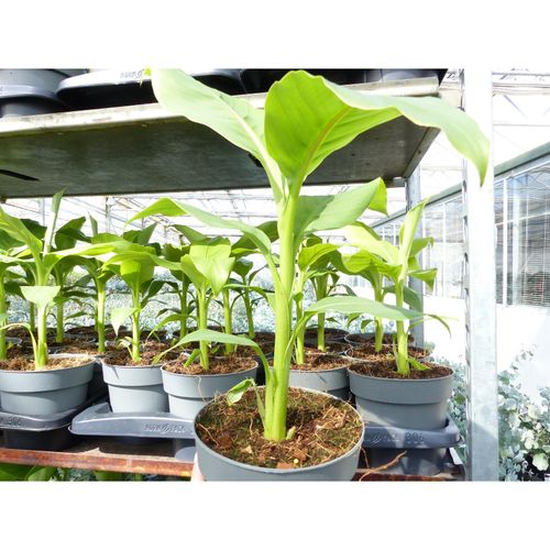 4251740124860 - Bananenstaude 4 Stück Musa Basjoo 60 - 80 cm winterhart Staude japanische Faserbanane 4251740124860 - Bananenstaude 4 Stück Musa Basjoo 60 - 80 cm winterhart Staude japanische Faserbanane