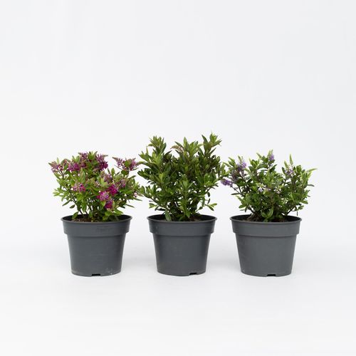 6097249744707 - Plant in a Box - Strauchveronika - 3 Stk - Hebe All Blooms - Höhe 30-35cm - Topf 13cm 6097249744707 - Plant in a Box - Strauchveronika - 3 Stk - Hebe All Blooms - Höhe 30-35cm - Topf 13cm