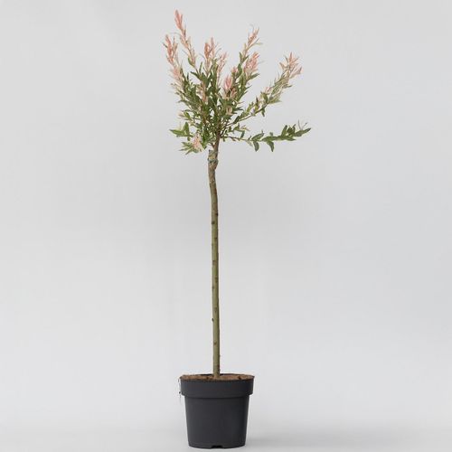 8721278902194 - Plant in a Box - Zierweide - Salix integra Flamingo - Höhe 90-110cm - Topf 19cm