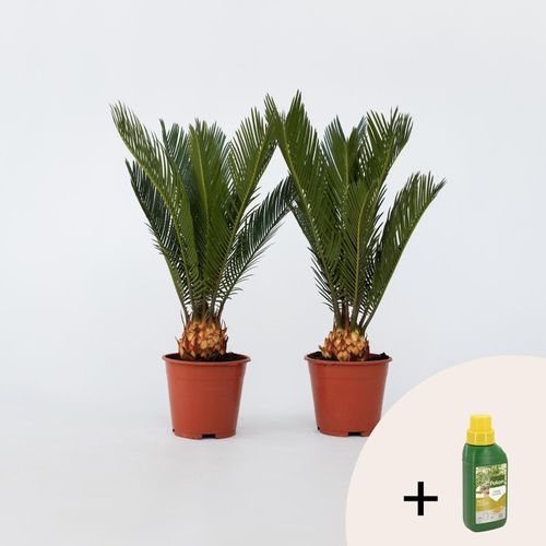 7428479335059 - Plant in a Box - Sagopalmfarn - 2 Stk - Cycas revoluta - Höhe 45-60cm - Topf 15cm