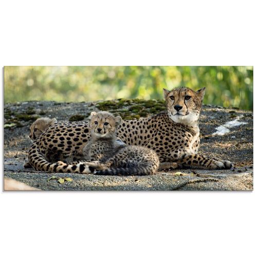 4059745729420 - Glasbild ARTLAND Gepard 2 Bilder Gr B H 100 cm x 50 cm Glasbild Wildtiere Querformat 1 St braun Bild Glasbild Glasbilder Bilder in verschiedenen Größen