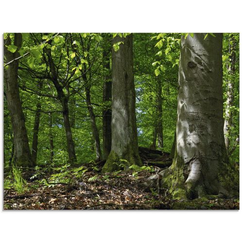 4055327860994 - Glasbild ARTLAND Frühling im Buchenwald Bilder Gr B H 80 cm x 60 cm Glasbild Wald Querformat 1 St grün Bild Glasbild Glasbilder Bilder in verschiedenen Größen