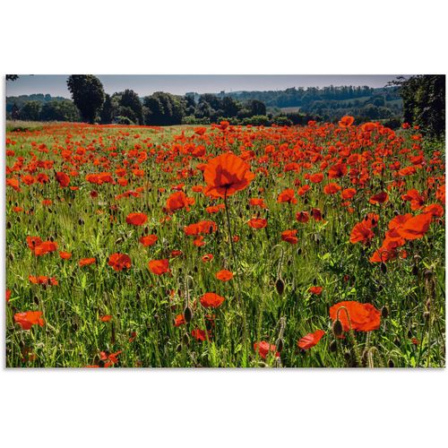 4062144749678 - Alu-Dibond-Druck ARTLAND Mohnblumenwiese II Bilder Gr B H T 120 cm x 80 cm x 1 cm Alu-Dibond-Druck Blumenwiese Querformat 1 St rot Metallbilder als Alubild Leinwandbild Wandaufkleber oder Poster in versch Größen