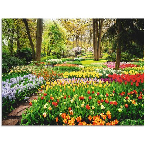 4062144594698 - Wandbild ARTLAND Tulpen Garten Frühling Bilder Gr B H 120 cm x 90 cm Alu-Dibond-Druck Blumenwiese Querformat 1 St bunt Kunstdrucke als Alubild Leinwandbild Wandaufkleber oder Poster in versch Größen