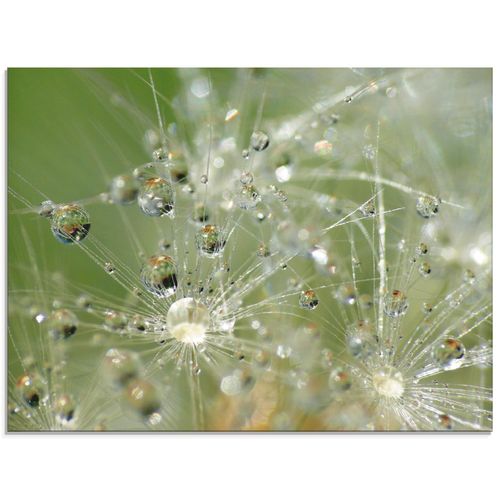 4058661699664 - Glasbild ARTLAND Wassertropfen Pusteblume Bilder Gr B H 80 cm x 60 cm Glasbild Blumen Querformat 1 St grün Bild Glasbild Glasbilder Bilder in verschiedenen Größen 4058661699664 - Glasbild ARTLAND Wassertropfen Pusteblume Bilder Gr B H 80 cm x 60 cm Glasbild Blumen Querformat 1 St grün Bild Glasbild Glasbilder Bilder in verschiedenen Größen
