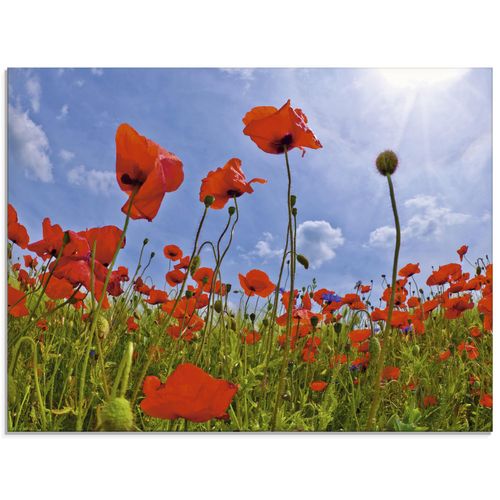 4055327260152 - Glasbild ARTLAND Mohnblumenfeld Bilder Gr B H 80 cm x 60 cm Glasbild Blumen Querformat 1 St rot Bild Glasbild Glasbilder Bilder in verschiedenen Größen 4055327260152 - Glasbild ARTLAND Mohnblumenfeld Bilder Gr B H 80 cm x 60 cm Glasbild Blumen Querformat 1 St rot Bild Glasbild Glasbilder Bilder in verschiedenen Größen