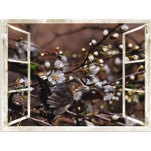 4057738821335 - Wandbild ARTLAND Fensterblick - Kirschblüten mit Amsel Bilder Gr B H 120 cm x 90 cm Alu-Dibond-Druck Vögel 1 St schwarz Bild Kunstdruck Kunstdrucke Bilder als Alubild Leinwandbild Wandaufkleber oder Poster in versch Größen 4057738821335 - Wandbild ARTLAND Fensterblick - Kirschblüten mit Amsel Bilder Gr B H 120 cm x 90 cm Alu-Dibond-Druck Vögel 1 St schwarz Bild Kunstdruck Kunstdrucke Bilder als Alubild Leinwandbild Wandaufkleber oder Poster in versch Größen