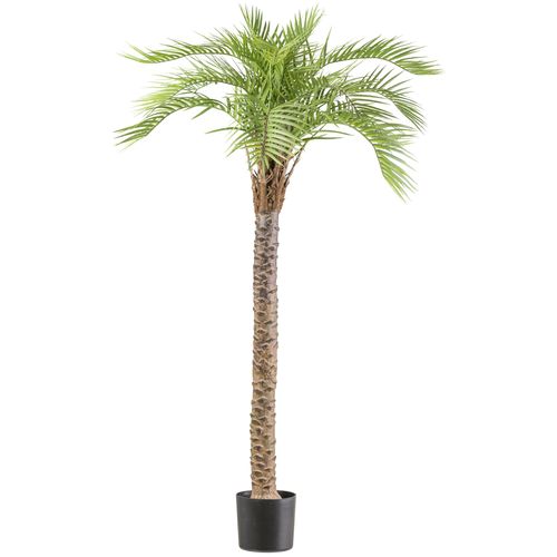 4064118242147 - Kunstpalme CREATIV GREEN Macauba Palme grün H175cm Kunststoff Kunstpflanzen mit hohem Stamm 4064118242147 - Kunstpalme CREATIV GREEN Macauba Palme grün H175cm Kunststoff Kunstpflanzen mit hohem Stamm