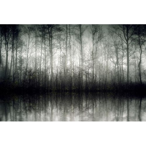 4067437732382 - Leinwandbild QUEENCE Der Nebel Bilder Gr B H 90 cm x 60 cm rechteckig Bäume-Baumbilder Querformat 1 St grau Leinwandbilder Akustikbild mit sehr guten Schallabsorptions-Eigenschaften