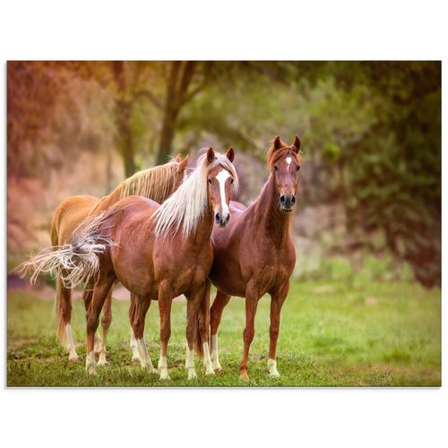 4058661410429 - Glasbild ARTLAND Pferde in den Feldern I Bilder Gr B H 80 cm x 60 cm Glasbild Haustiere Querformat 1 St braun Bild Glasbild Glasbilder Bilder in verschiedenen Größen 4058661410429 - Glasbild ARTLAND Pferde in den Feldern I Bilder Gr B H 80 cm x 60 cm Glasbild Haustiere Querformat 1 St braun Bild Glasbild Glasbilder Bilder in verschiedenen Größen
