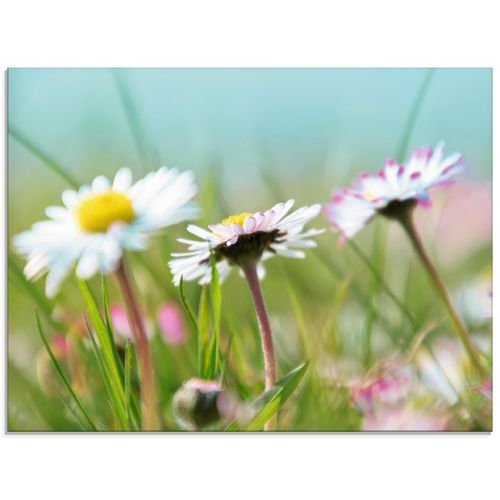 4057738026006 - Glasbild ARTLAND Gänseblümchen Romantik Bilder Gr B H 80 cm x 60 cm Glasbild Blumen Querformat 1 St blau Bild Glasbild Glasbilder Bilder in verschiedenen Größen 4057738026006 - Glasbild ARTLAND Gänseblümchen Romantik Bilder Gr B H 80 cm x 60 cm Glasbild Blumen Querformat 1 St blau Bild Glasbild Glasbilder Bilder in verschiedenen Größen