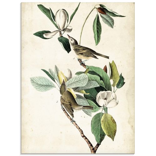 4058661397690 - Glasbild ARTLAND Sängervireo Bilder Gr B H 60 cm x 80 cm Glasbild Vögel Hochformat 1 St beige (naturfarben) Bild Glasbild Glasbilder Bilder in verschiedenen Größen