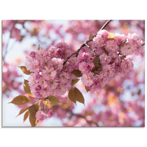 4055327846127 - Glasbild ARTLAND Japanische Kirschblüte in Love I Bilder Gr B H 80 cm x 60 cm Glasbild Blumen Querformat 1 St pink Bild Glasbild Glasbilder Bilder in verschiedenen Größen 4055327846127 - Glasbild ARTLAND Japanische Kirschblüte in Love I Bilder Gr B H 80 cm x 60 cm Glasbild Blumen Querformat 1 St pink Bild Glasbild Glasbilder Bilder in verschiedenen Größen