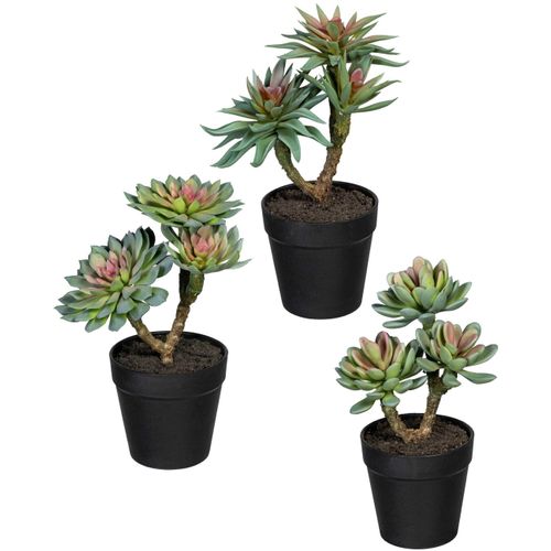 4064118963363 - Kunstpflanze CREATIV GREEN Sukkulenten Kunstpflanzen Gr H 24 cm 3 St grün (grün rosa) Künstliche Zimmerpflanzen im 3er Set