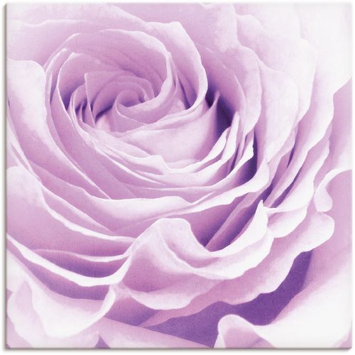 4055327352413 - Wandbild ARTLAND Pastell Rose Bilder Gr B H 100 cm x 100 cm Leinwandbild Blumen 1 St pink Kunstdrucke Bilder als Leinwandbild Wandaufkleber oder Poster in versch Größen 4055327352413 - Wandbild ARTLAND Pastell Rose Bilder Gr B H 100 cm x 100 cm Leinwandbild Blumen 1 St pink Kunstdrucke Bilder als Leinwandbild Wandaufkleber oder Poster in versch Größen