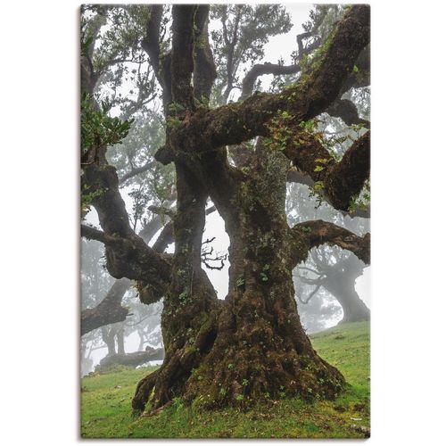 4062144137321 - Wandbild ARTLAND Alter Lorbeerbaum Bilder Gr B H 80 cm x 120 cm Leinwandbild Bäume 1 St grün Bild Kunstdruck Metallbild Metallbilder Bilder als Alubild Leinwandbild Wandaufkleber oder Poster in versch Größen