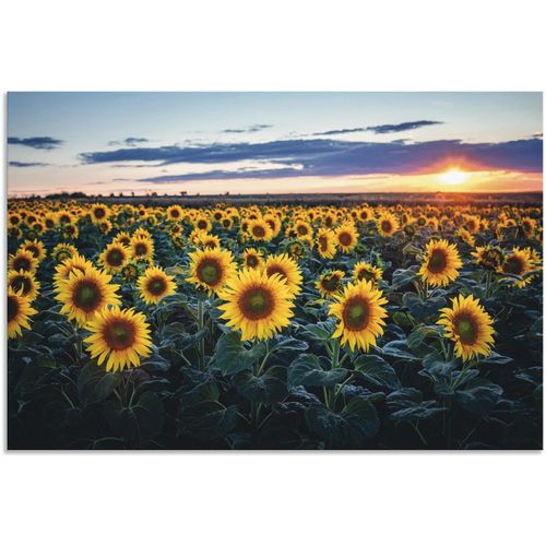4062144650578 - Alu-Dibond-Druck ARTLAND Sonnenblumenfeld Sonne im Hintergrund Bilder Gr B H 120 cm x 80 cm Alu-Dibond-Druck Blumenwiese Querformat 1 St gelb Metallbilder als Alubild Leinwandbild Wandaufkleber oder Poster in versch Größen 4062144650578 - Alu-Dibond-Druck ARTLAND Sonnenblumenfeld Sonne im Hintergrund Bilder Gr B H 120 cm x 80 cm Alu-Dibond-Druck Blumenwiese Querformat 1 St gelb Metallbilder als Alubild Leinwandbild Wandaufkleber oder Poster in versch Größen
