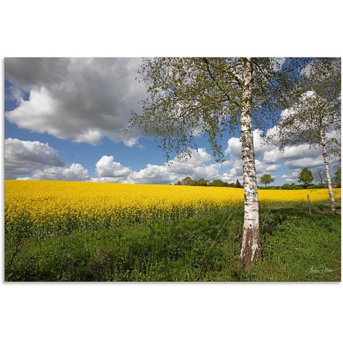 4062144756669 - Wandbild ARTLAND Rapsfeld Bilder Gr B H 120 cm x 80 cm Alu-Dibond-Druck Wiesen & Baumbilder Querformat 1 St gelb Kunstdrucke als Alubild Leinwandbild Wandaufkleber oder Poster in versch Größen