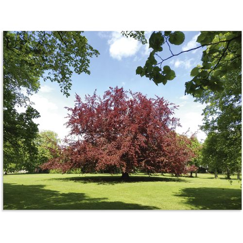 4062144816172 - Alu-Dibond-Druck ARTLAND Blutbuche im Park Bilder Gr B H 120 cm x 90 cm Alu-Dibond-Druck Wiesen & Baumbilder Querformat 1 St rot Metallbilder als Alubild Leinwandbild Wandaufkleber oder Poster in versch Größen 4062144816172 - Alu-Dibond-Druck ARTLAND Blutbuche im Park Bilder Gr B H 120 cm x 90 cm Alu-Dibond-Druck Wiesen & Baumbilder Querformat 1 St rot Metallbilder als Alubild Leinwandbild Wandaufkleber oder Poster in versch Größen