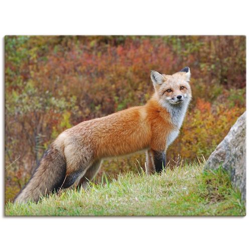 4055327940764 - Wandbild ARTLAND Fuchs I Bilder Gr B H 120 cm x 90 cm Leinwandbild Wildtiere Querformat 1 St braun Bild Leinwandbild Kunstdrucke Bilder als Leinwandbild Wandaufkleber oder Poster in versch Größen