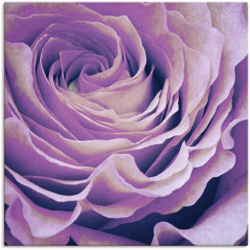 4058661447227 - Wandbild ARTLAND Lila Rose Bilder Gr B H 100 cm x 100 cm Leinwandbild Blumen 1 St lila Kunstdrucke Bilder als Alubild Leinwandbild Wandaufkleber oder Poster in versch Größen