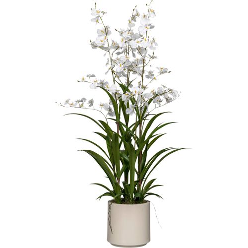 4064118325444 - Kunstorchidee CREATIV GREEN Orchidee Oncydie weiß H98cm Kunststoff Kunstpflanzen im eleganten Topf 4064118325444 - Kunstorchidee CREATIV GREEN Orchidee Oncydie weiß H98cm Kunststoff Kunstpflanzen im eleganten Topf