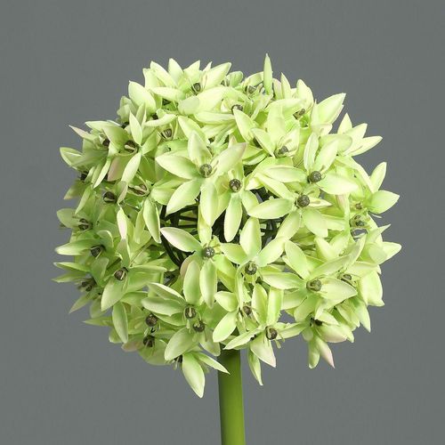 4027234370743 - Kunstblume Allium (DH 19x70 cm) DH 19x70 cm grün Pflanze Kunstpflanze Zimmerpflanze