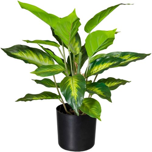 4064118972099 - Künstliche Zimmerpflanze CREATIV GREEN Dieffenbachia Kunstpflanzen Gr H 45 cm 1 St grün Künstliche Zimmerpflanzen