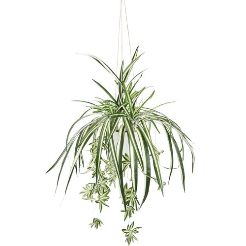 4019844598921 - Kunstpflanze MY HOME Grünlilie grün (grün weiß) B34cm H75cm L34cm Obermaterial 85% Polyester 10% Kunststoff 5% Metall Kunstpflanzen Mit Hängeampe künstliche Wasserlilie 4019844598921 - Kunstpflanze MY HOME Grünlilie grün (grün weiß) B34cm H75cm L34cm Obermaterial 85% Polyester 10% Kunststoff 5% Metall Kunstpflanzen Mit Hängeampe künstliche Wasserlilie