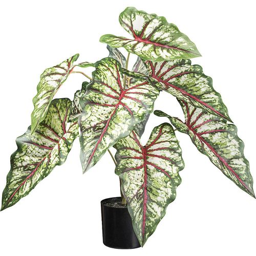 4064118139539 - Syngonium Kunststofftopf 2er-Set Höhe 660 mm kaiserkraft