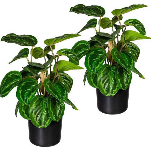 4064118889281 - Maranta VE 2 Stk Höhe 450 mm im Kunststofftopf mit Erde kaiserkraft