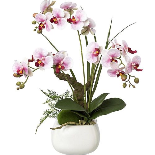 4064118053927 - Phalaenopsis real touch Höhe 460 mm Blüten lila kaiserkraft