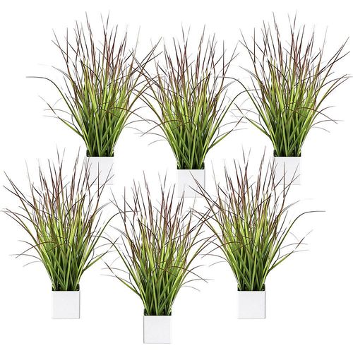 4064118880547 - Blutgras im Topf VE 6 Stk Höhe 460 mm grün-rot kaiserkraft