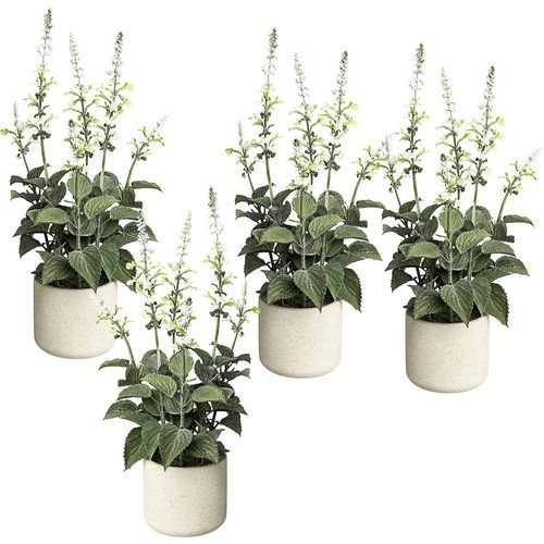 4064118889793 - Salvie im Zementtopf VE 4 Stk Höhe 450 mm Blüten weiß kaiserkraft 4064118889793 - Salvie im Zementtopf VE 4 Stk Höhe 450 mm Blüten weiß kaiserkraft