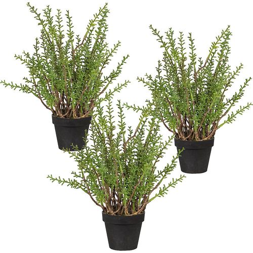 4064118882466 - Zitronenthymian VE 3 Stk im Kunststofftopf Höhe ca 240 mm kaiserkraft