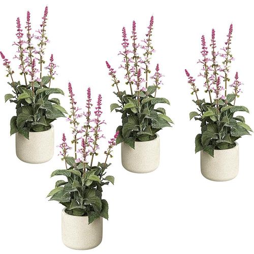 4064118889786 - Salvie im Zementtopf VE 4 Stk Höhe 450 mm Blüten rosa kaiserkraft 4064118889786 - Salvie im Zementtopf VE 4 Stk Höhe 450 mm Blüten rosa kaiserkraft