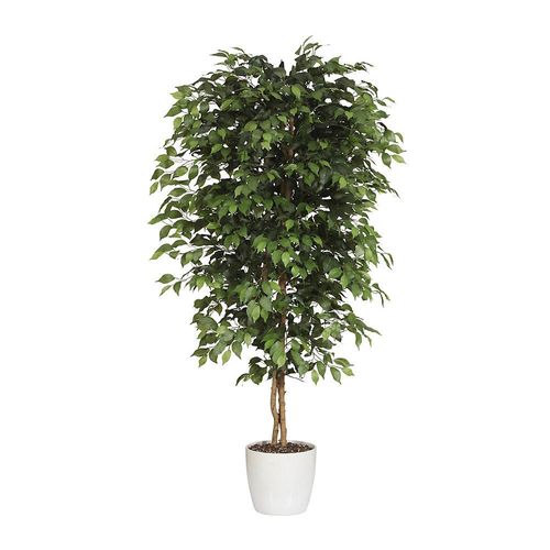 4003529932742 - Ficus benjamina Naturstamm mit Keramiktopf Höhe 2100 mm kaiserkraft