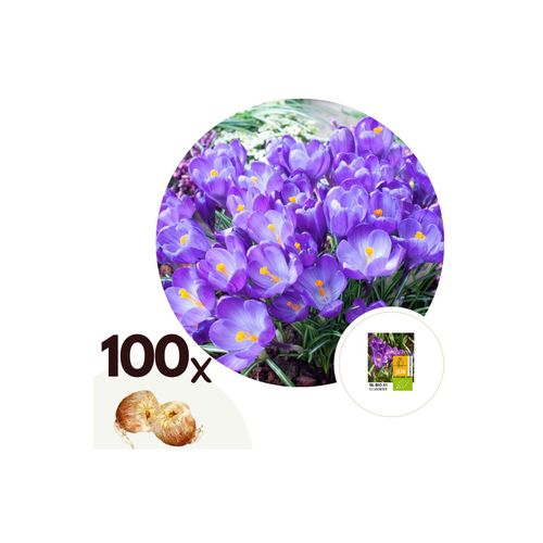 7428470212816 - Plant in a Box - Krokuszwiebeln - 100 Stk - Crocus Ruby Giant - Blumenzwiebeln - Lila