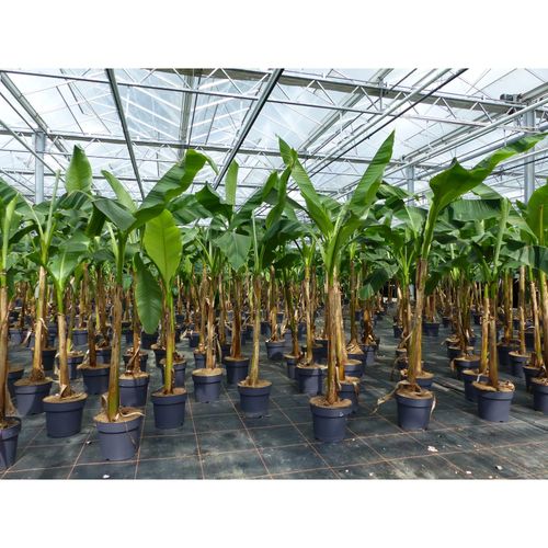 4251740125324 - Bananenstaude Musa Basjoo 140 - 170 cm winterhart Staude japanische Faserbanane 4251740125324 - Bananenstaude Musa Basjoo 140 - 170 cm winterhart Staude japanische Faserbanane