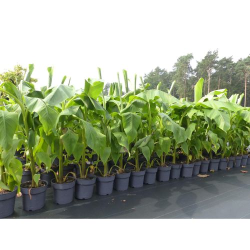 4251740125348 - Bananenstaude Banane Musa Basjoo 140 - 170 cm winterhart Staude japanische Faserbanane
