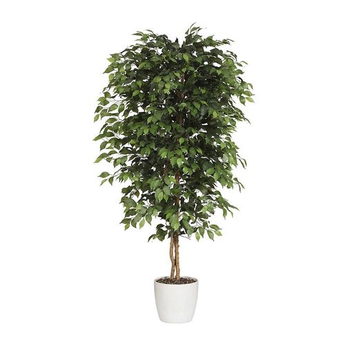 4003529936504 - Ficus benjamina Naturstamm mit Keramiktopf Höhe 1200 mm kaiserkraft 4003529936504 - Ficus benjamina Naturstamm mit Keramiktopf Höhe 1200 mm kaiserkraft