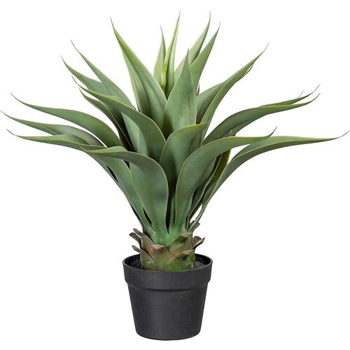 4064118075707 - Agave Höhe ca 570 mm im Kunststofftopf kaiserkraft