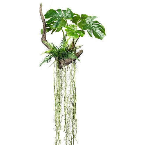 4064118079859 - Splitphilodendron auf Wurzel 500 x 500 mm Höhe 1600 mm mit Farn und Luftwurzeln kaiserkraft