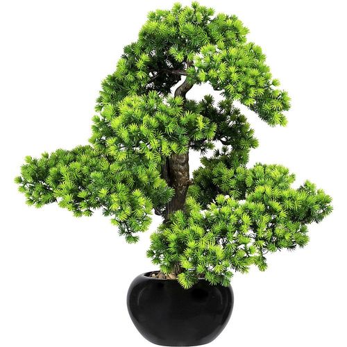 4003529915059 - Bonsai Lärche mit Kies im Keramiktopf schwarz Höhe 600 mm Topf 200 x 120 mm kaiserkraft