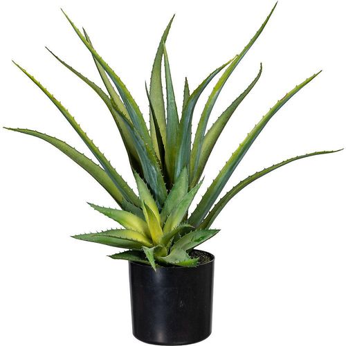4064118076322 - Aloe im Kunststofftopf mit Erde Höhe ca 480 mm kaiserkraft 4064118076322 - Aloe im Kunststofftopf mit Erde Höhe ca 480 mm kaiserkraft