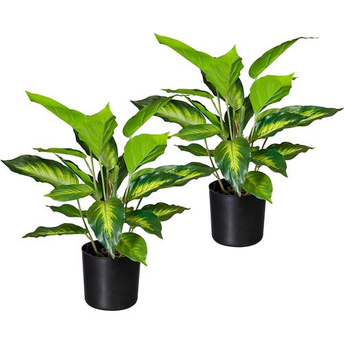 4064118879466 - Dieffenbachia VE 2 Stk Höhe 450 mm im Kunststofftopf mit Erde kaiserkraft 4064118879466 - Dieffenbachia VE 2 Stk Höhe 450 mm im Kunststofftopf mit Erde kaiserkraft