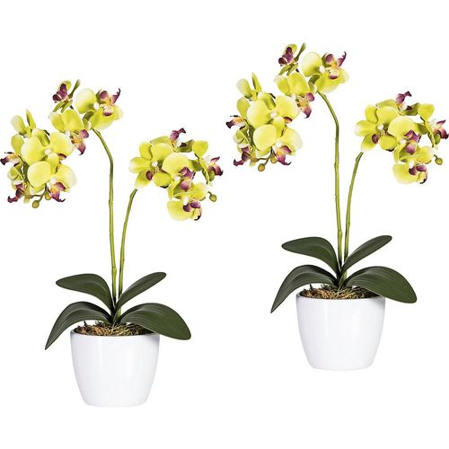 4003529401927 - Phalaenopsis im weißen Keramiktopf Höhe 500 mm VE 2 Stk Blüten grün kaiserkraft